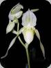 Paph. philippinense alba